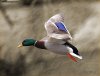 Drake_Mallard_Flying200011 copy.jpg