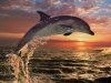 dolphin-jumping-at-sunset1 copy.jpg