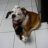 1bulldog