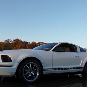 MastaPits Pitbulz Mustang