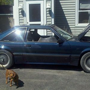 Saleen project at school