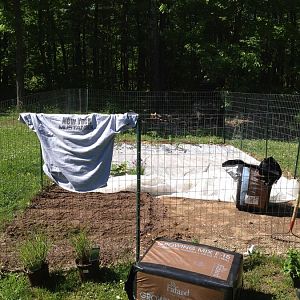 Pics of the garden..