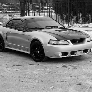 My stang
