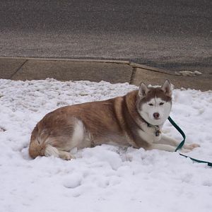 Our Siberian Husky Rosie