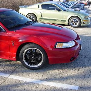 wild ponies at captree4