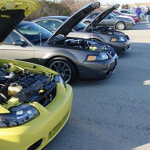 wild ponies at captree2