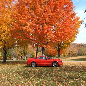 Sprague brook park, autumn 2008