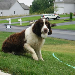 with what else but a ball