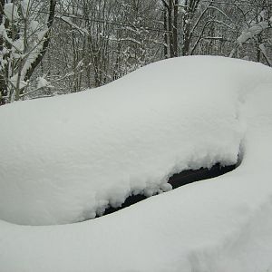 my mustang enjoying the snow