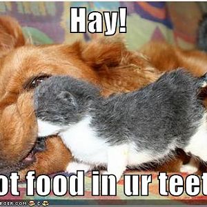 Doggy Kitty