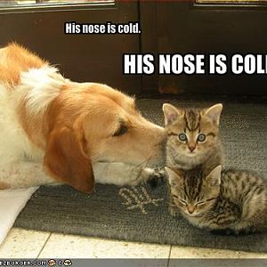 Cold Doggy