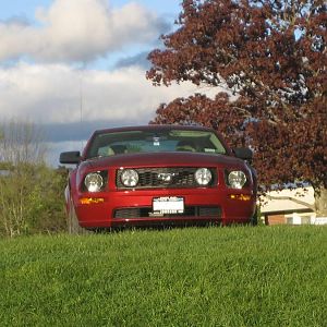 Mustang front view