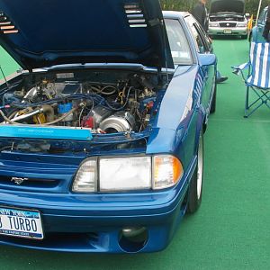 MUSTANGS DONT DIE THEY MULTIPLY