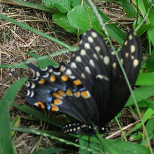 The butterfly I saved