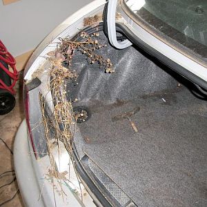 talk about a "green vehicle"  this one is growing foliage