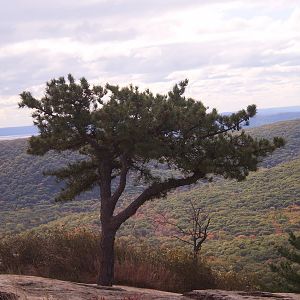 Veterans Cruise 2010