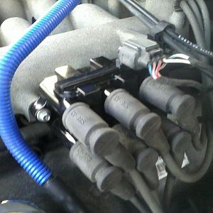 Screamin Demon Mustang Coil