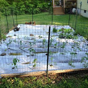 Decided to go with plastic this year to keep out the weeds. I hate weeding in the 80deg mosquito climate in NY..