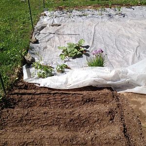 New soil from the nursery. Promix is the best dirt on the planet. I tilled up the existing garden then i bought a few 3.9 cf blocks to add to the top