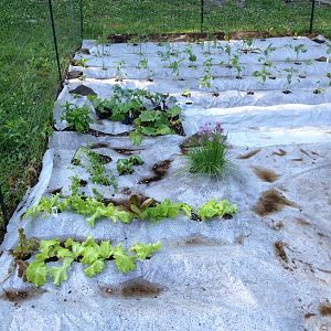Some lettuce, herbs, rhubarb, green beans, chives, broccoli, cabbage, leeks, green and red peppers. Still a lot to plant.... 5/22/2012