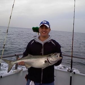 15lb bluefish