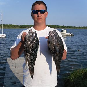 two 5lb knucklehead seabass