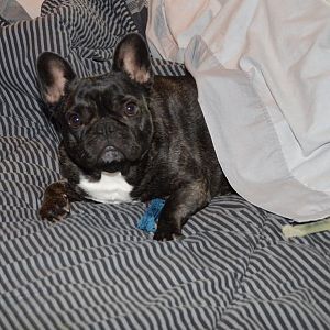 HALO - MY FRENCH BULLDOG