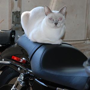 MY CAT BUDDY - TONKINESE - RIDING BIKE IN MY GARAGE
