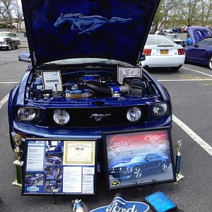 Wild horses mustang steve