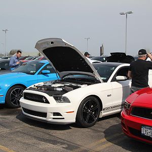 2014 50th Anniversary Mustang Show West Herr 030