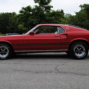 Mustang in white plains