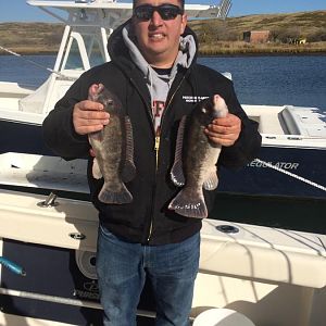 Blackfish were biting!