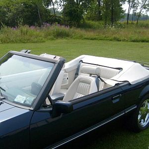 stark white pony interior