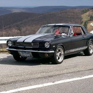 mustang pic 2