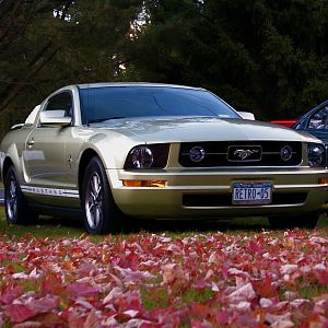 Fall outside Timmay's house